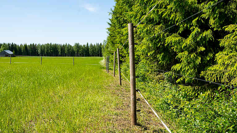 Rovdjursavvisande stängsel.