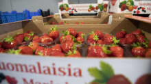 Mansikoita laatikossa.