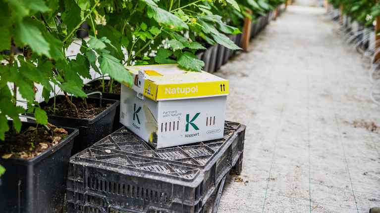 Två kartonger märkta "Natupol" och "Koppert" står på svarta plastbackar i ett växthus bland planterade växter.