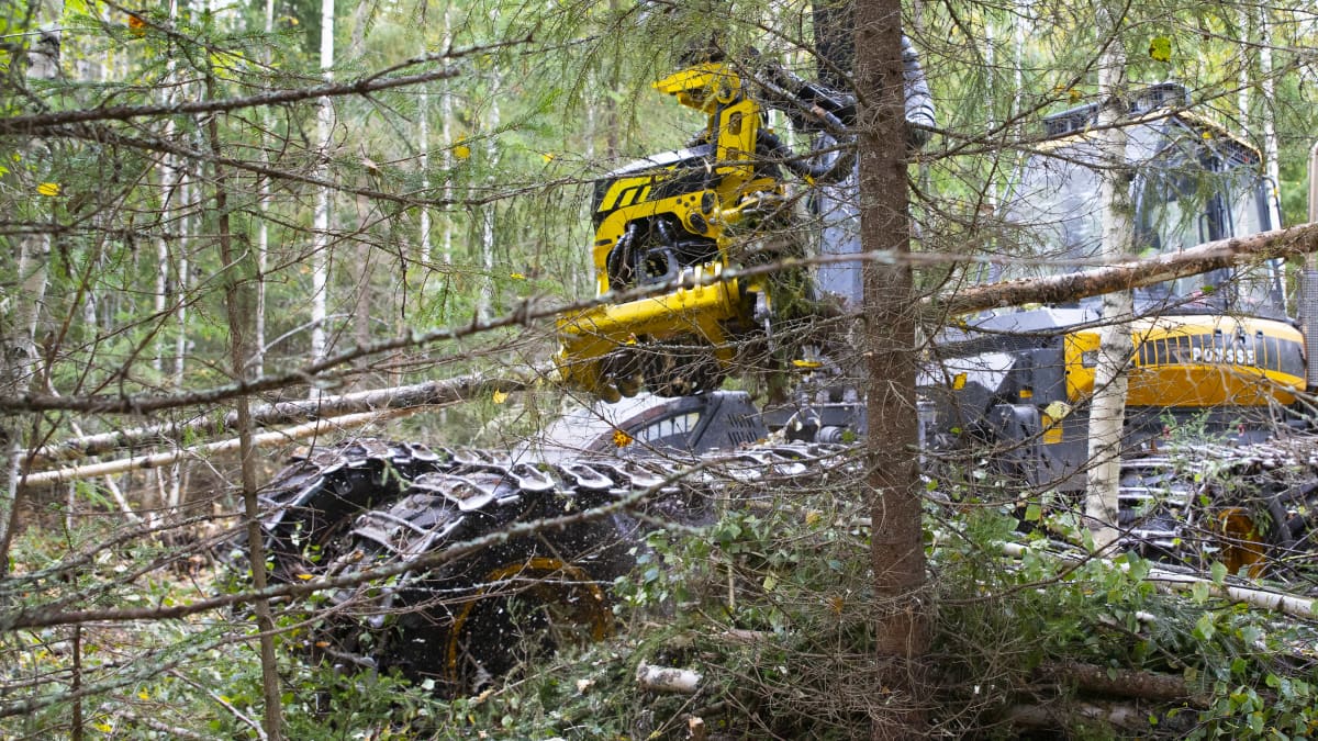 Metsäkone katkoo ohuita puunrunkoja energiapuuksi.