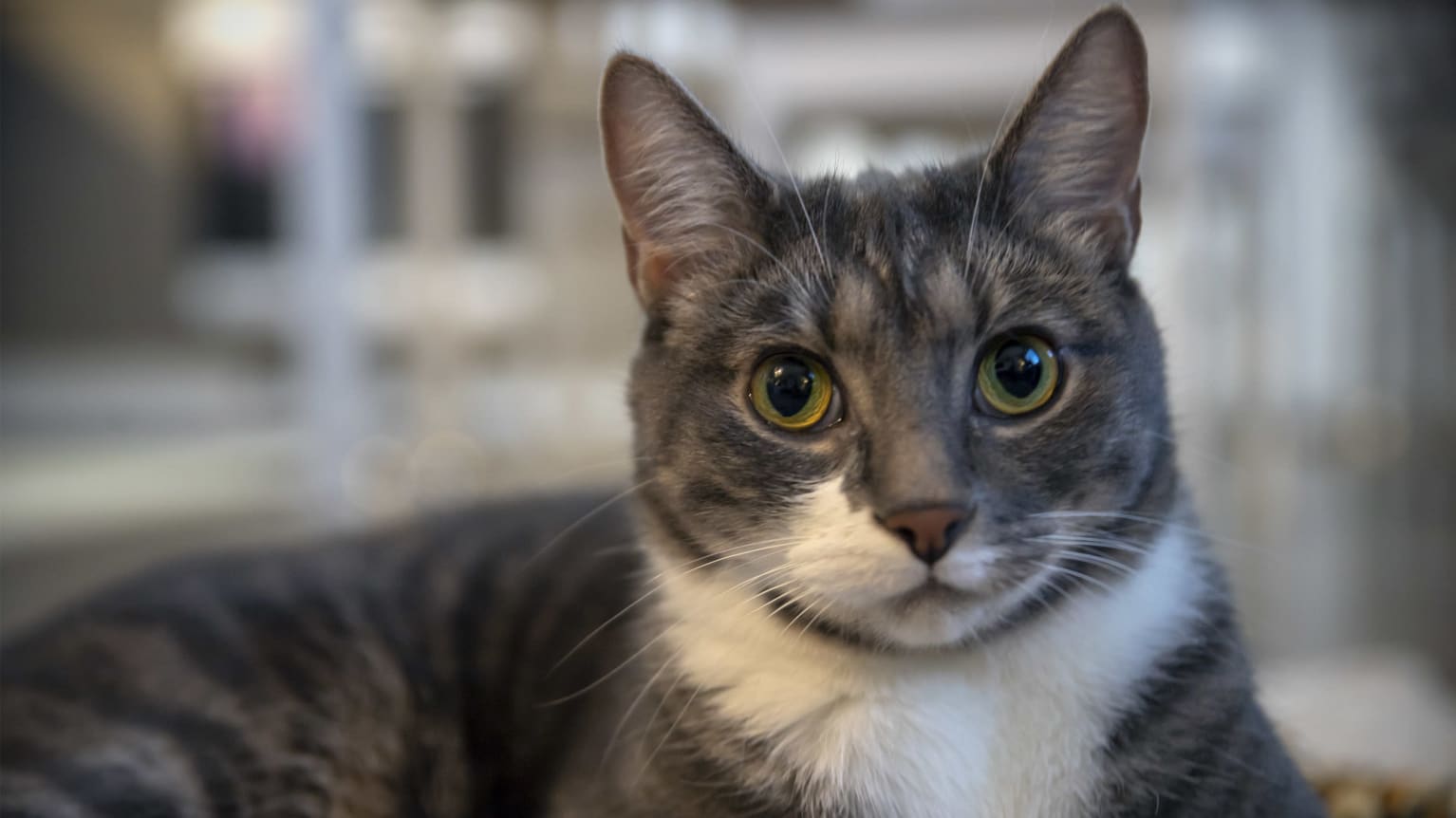 The national pet register sales