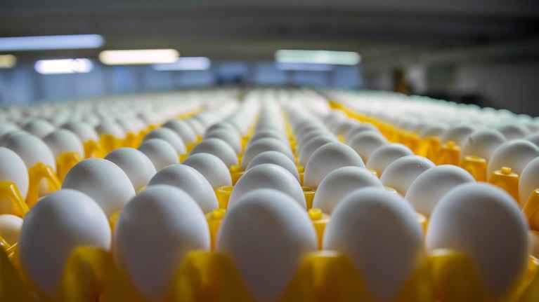 Ägg