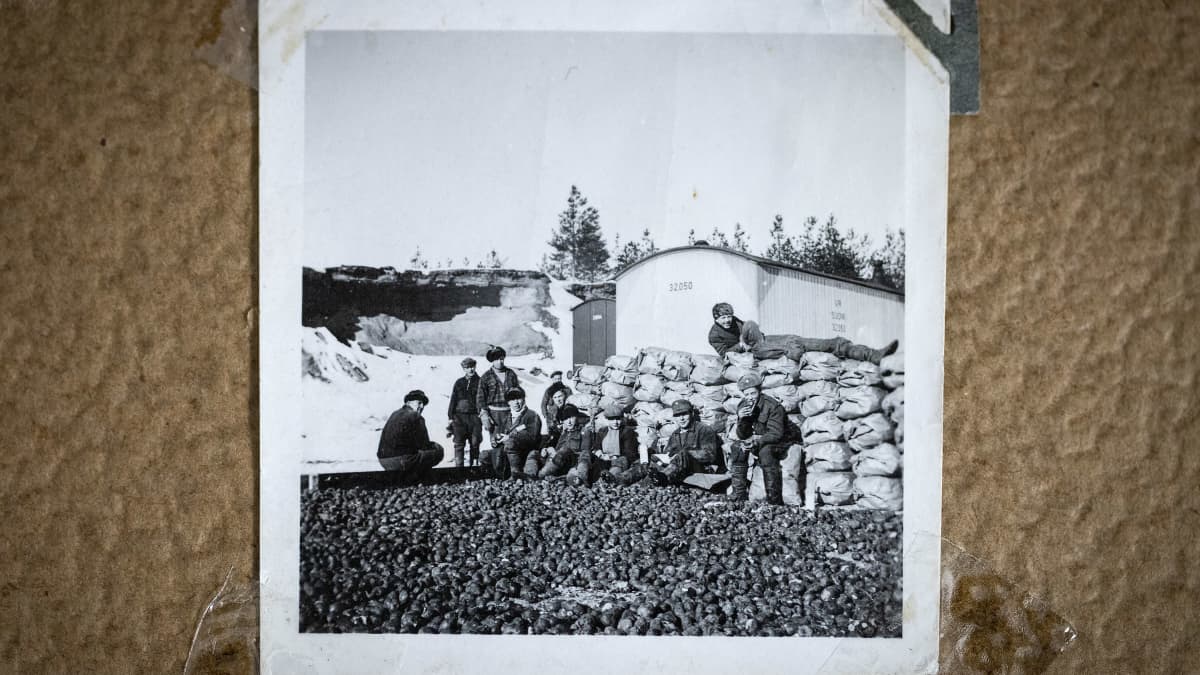 Ihmisiä kiipeilee perunasäkkien päällä Saksan armeijan perunavarastolla Härmässä 1942.