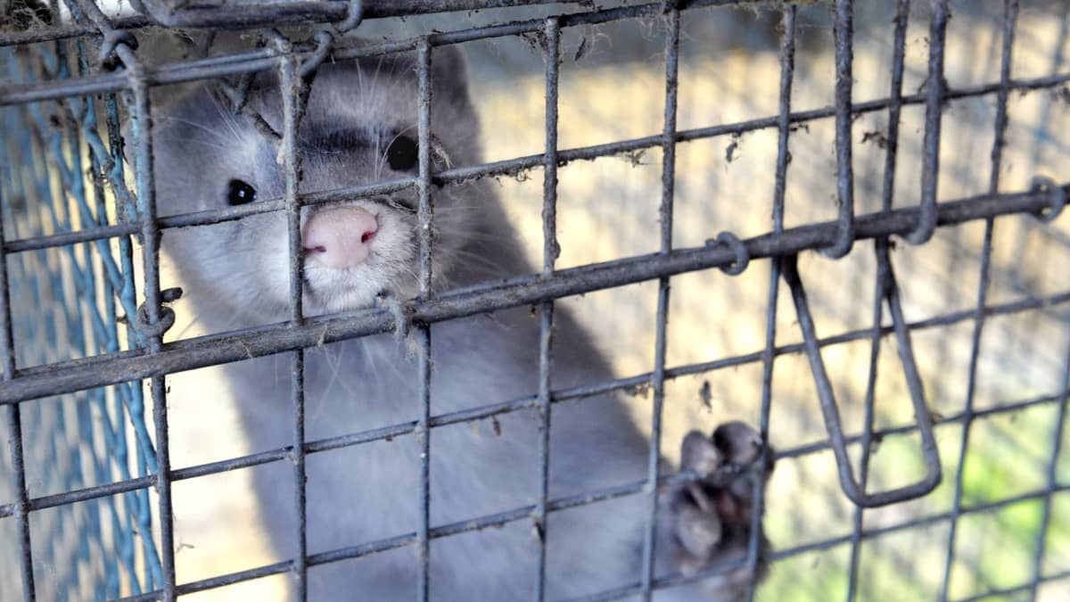 Harmaa minkki kastoo kameraan häkistään. Sillä on tassu verkkoaidalla.