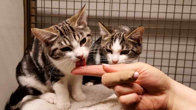 Two kittens lick the treat paste from the animal keeper's finger.