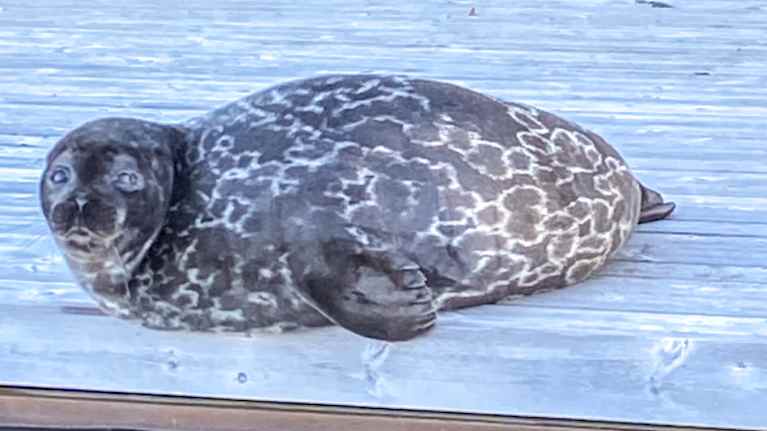 Saimaa ringed seal on the pier in Puumala a year ago. Photo: Sari Grekula