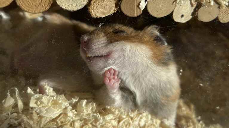 Hamsteri on painanut tassunsa lasia vasten. 