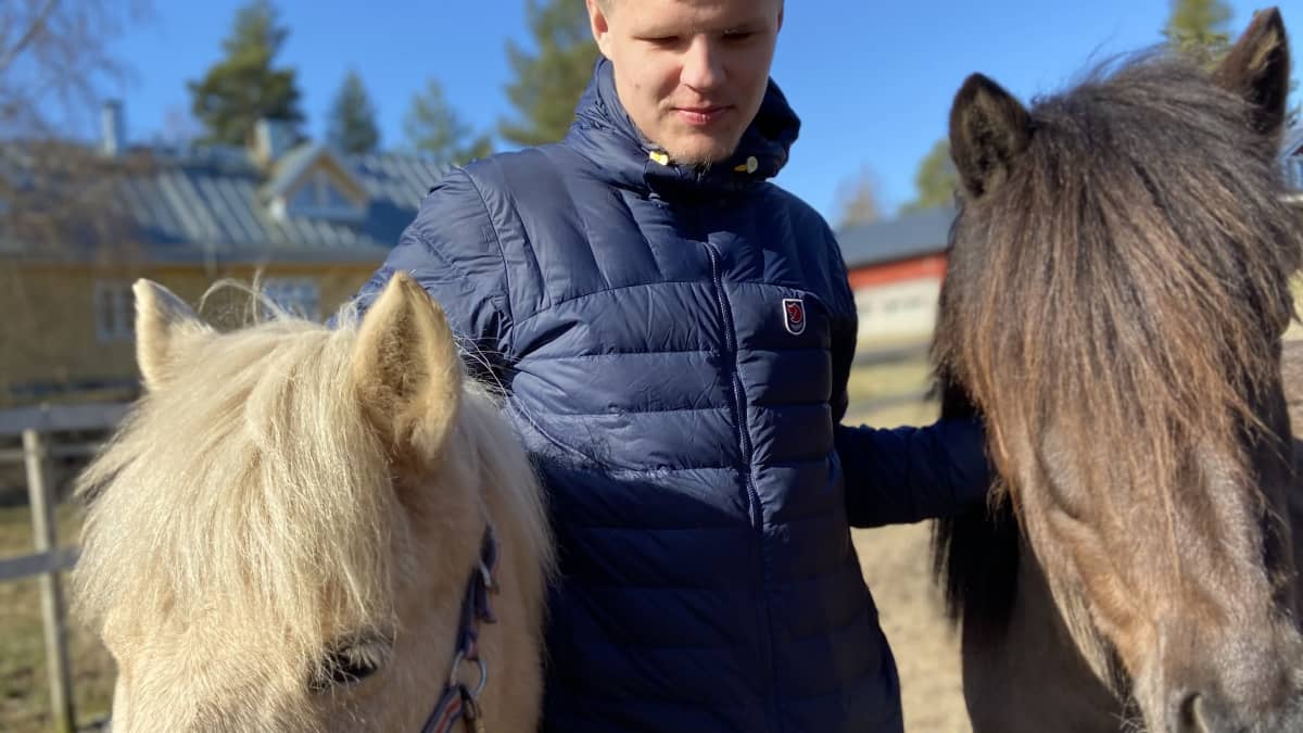 Nuori mies seisoo kahden islanninhevosen keskellä