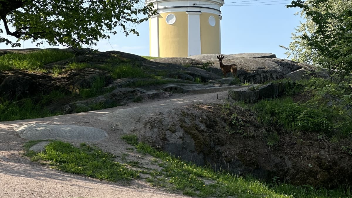 Helsingin Tähtitorninmäen tähtitorni näkyy taustalla, etualalla hiekkatie, nurmikkoa, ja kuvan keskellä peura tai kauris.