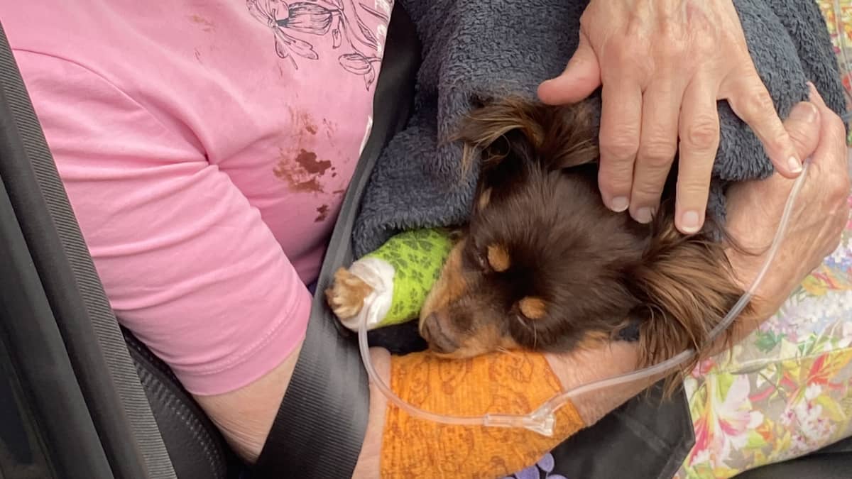 Koirahyökkäyksessä loukkaantunut Luca-koira omistajansa Karin Ignatiuksen sylissä.