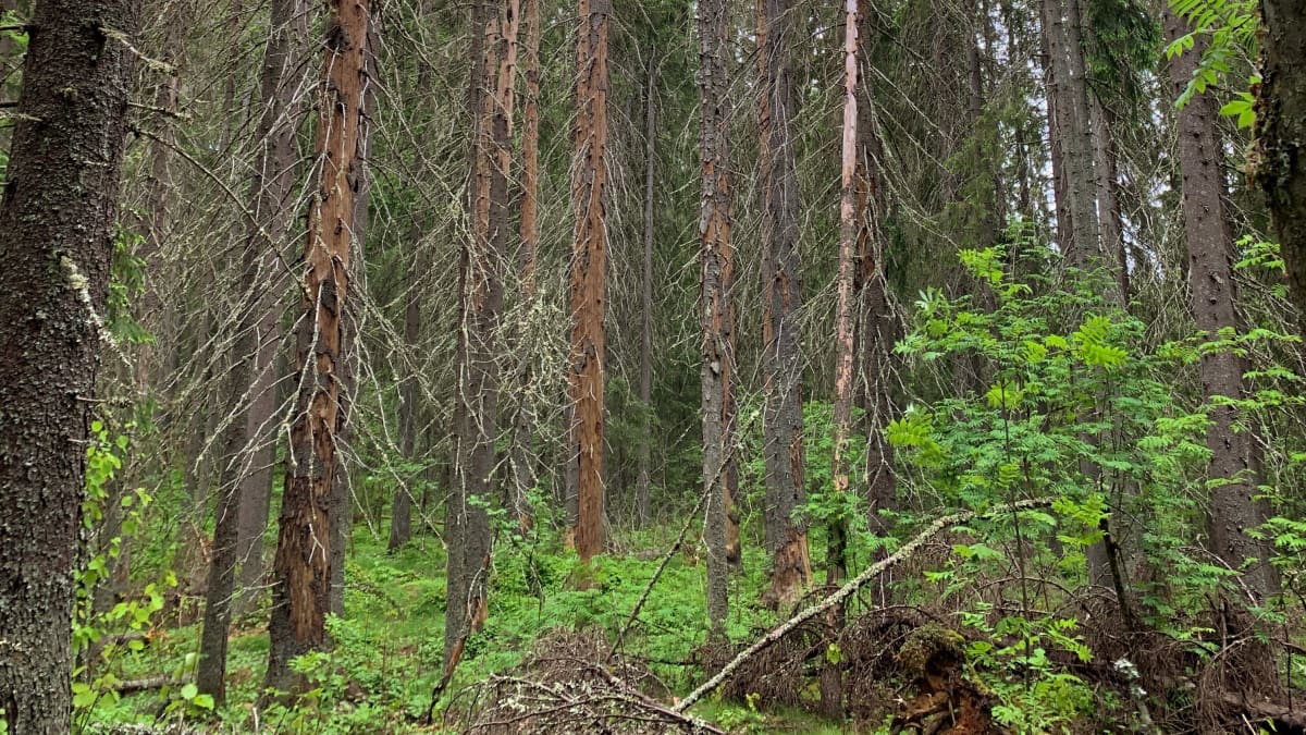 Pystyyn kuolleita isoja kuusipuita.