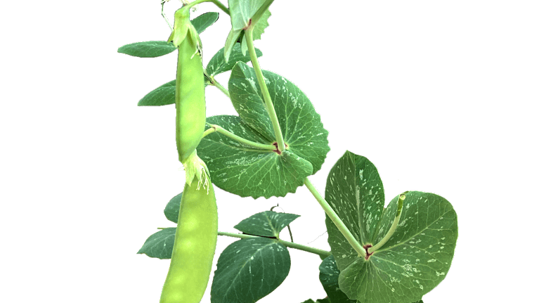 Two ⁢flat sugar bin salaries are attached to the plant.