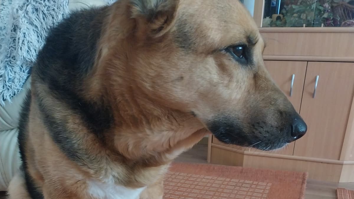 Koira, Käärijä