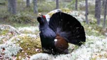 Metso sammaleiden ja jäkälien metsässä