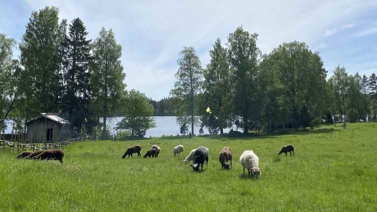 Får på bete, med sjön skimrande bakom träden i bakgrunden.