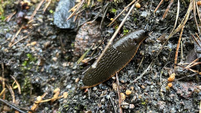 Ruskea espanjansiruetana liikkuu kostean maan pinnalla, ympärillä havunneulasia ja sammalta.
