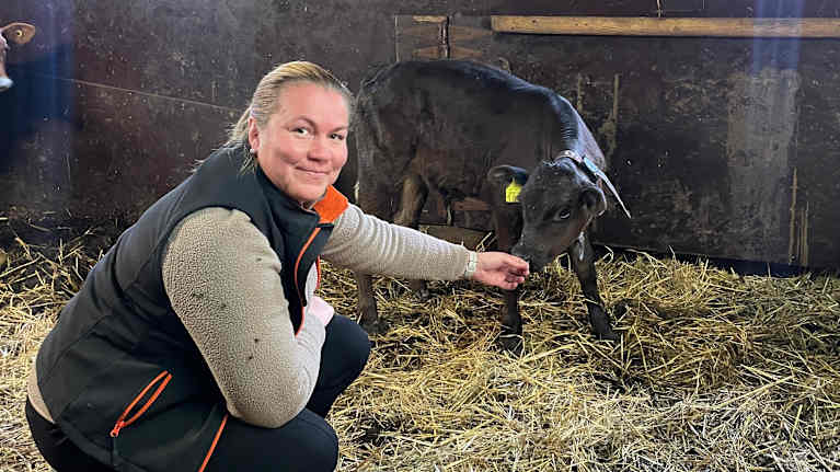 En kvinna sitter på huk med en kalv i en ladugård.