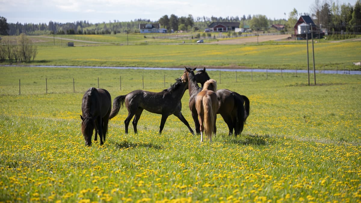 Ypäjän hevoset pääsivät laitumelle