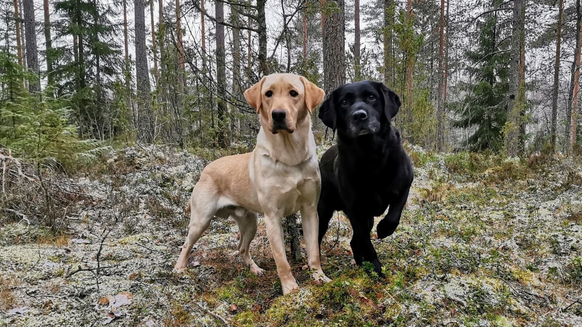 Kuvassa vaalea ja musta Labradorinnoutaja