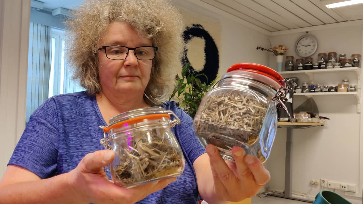 Finnsementin kestävän kehityksen päällikkö Ursula Kääntee esittelee poltettavaa järviruokoa