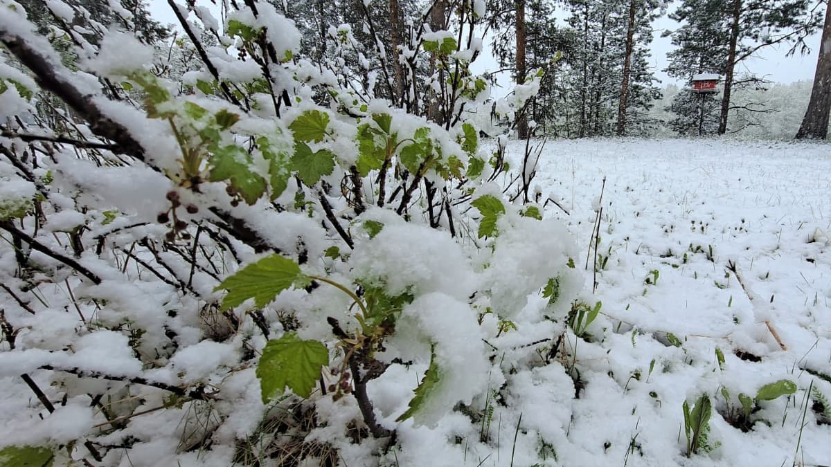 Inarin Närrijärvellä satoi lunta 1.6.2023.