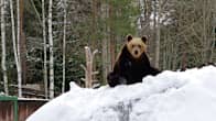 A bear at Ähtäri Zoo.