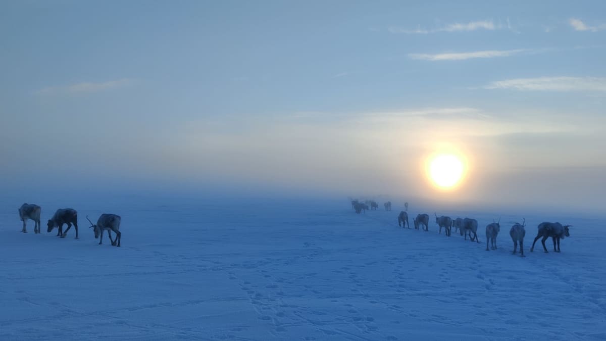 Two lines of reindeer silhouetted against snowy landscape with dim sun visible in background. 