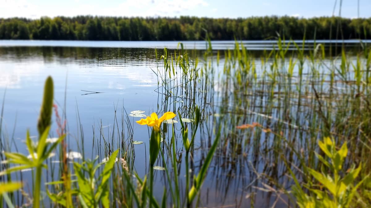 Kesäinen päivä Raumalla. Järvimaisemaa, kaislikkoa ja kukkia. 
