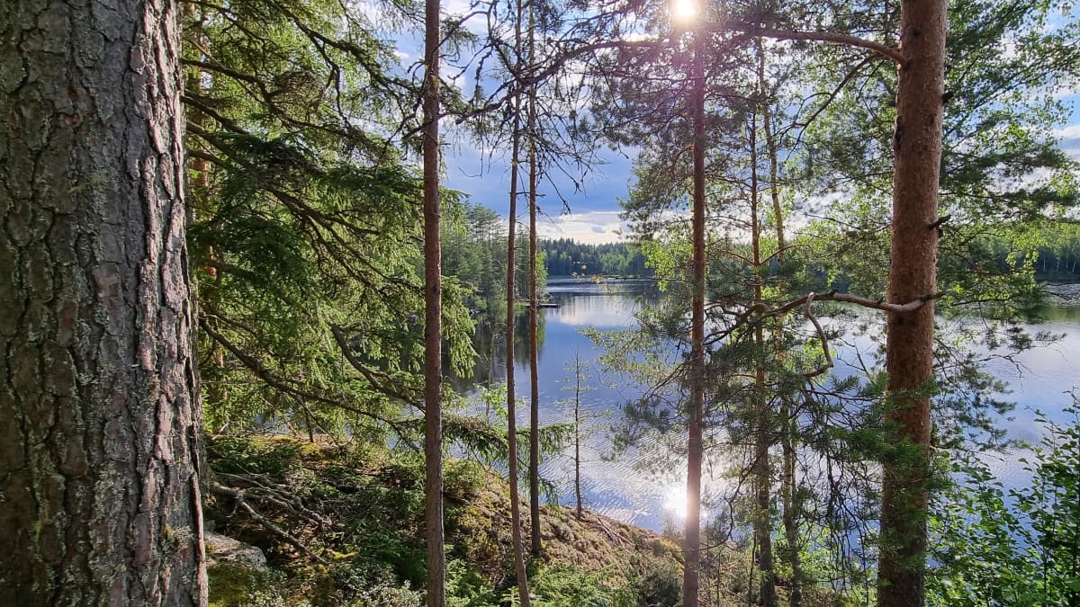 Kesäpäivä Ristiinassa. Aurinko paistaa, järvimaisema ja tyyni sää. Mäntymetsää. 