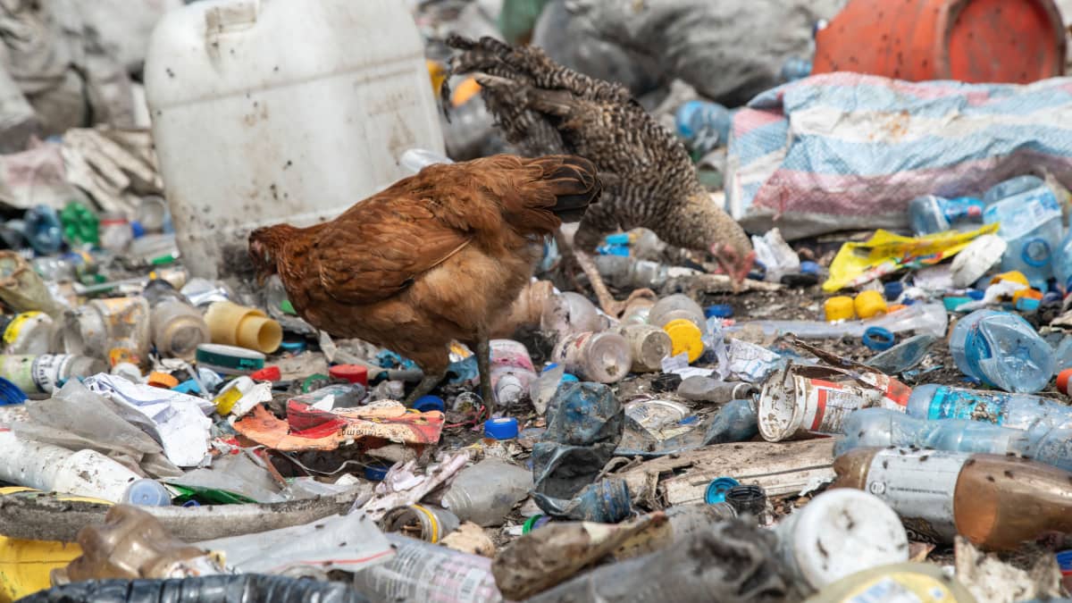 Kanoja nokkimassa muovijätettä kierrätyskeskuksessa Nakurussa.
