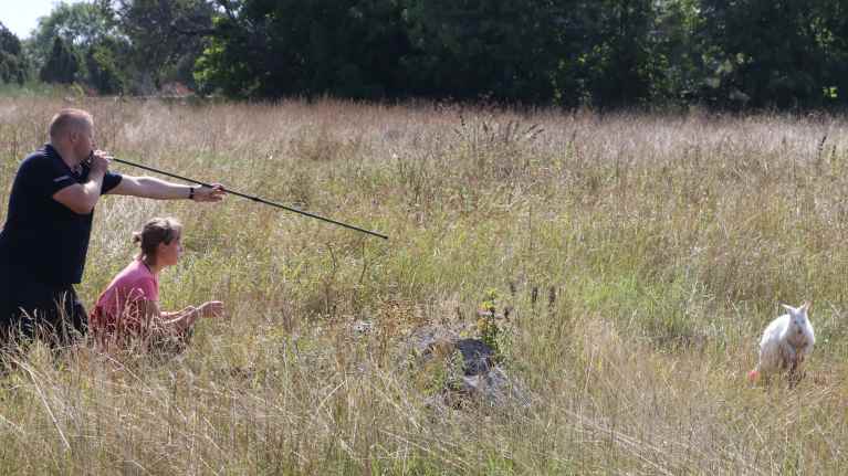 Kängurun Willy Wonka fångades till slut in efter att fått en bedövningspil.