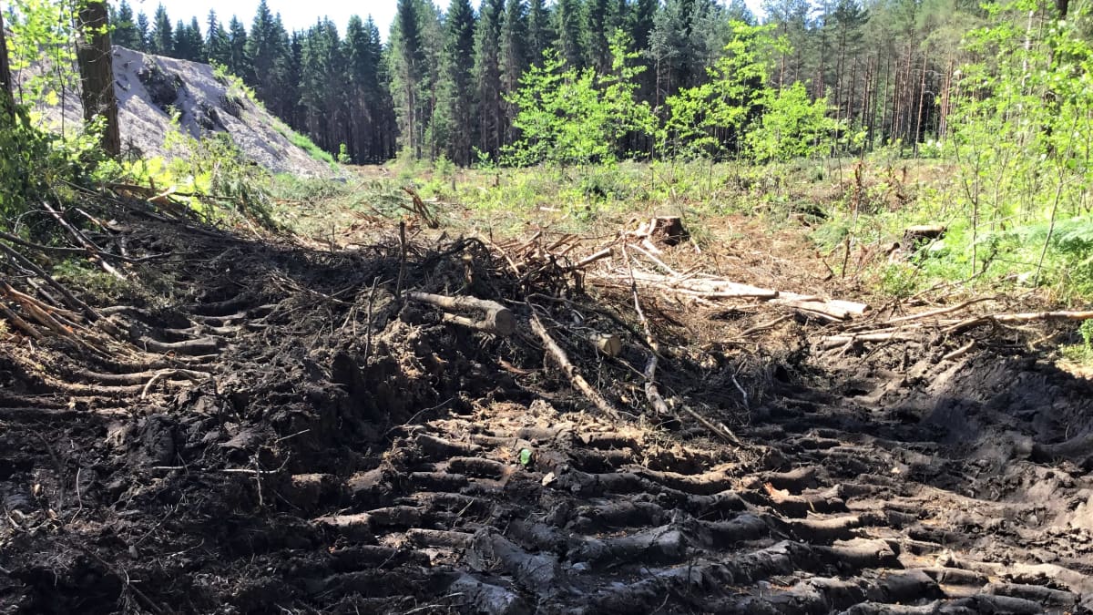 Hakkuuaukio metsässä.