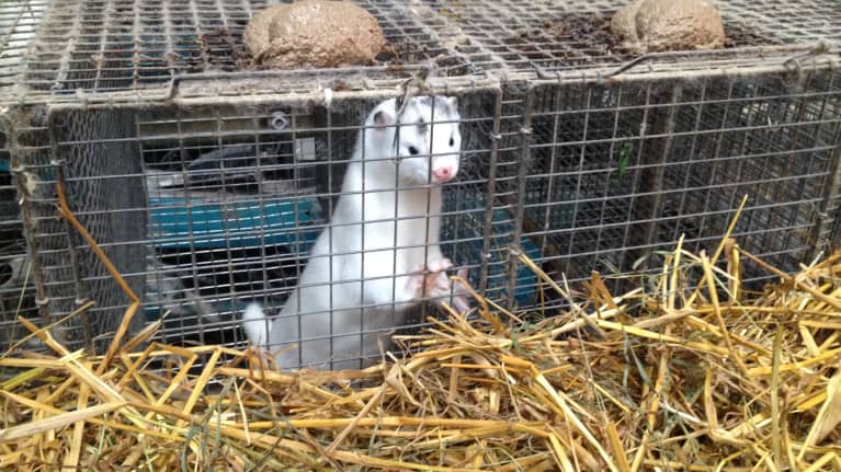 Pälsfarm i Kannus
