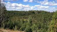 Skog.