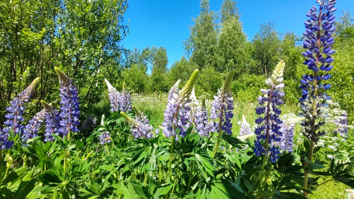 Lupiineja aurinkoisena päivänä. 