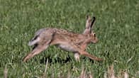 A European hare.