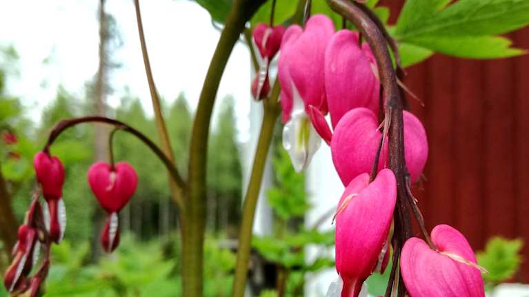 Mummon kukkapenkki oli terve, rehevä ja värikäs – ota mallia ja saa ...