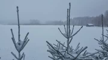 Lumisen harmaa maisema pellonreunalta. Kuusentaimia kuvan edustalla. 