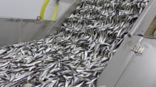 Baltic herring on a conveyor belt for sorting.