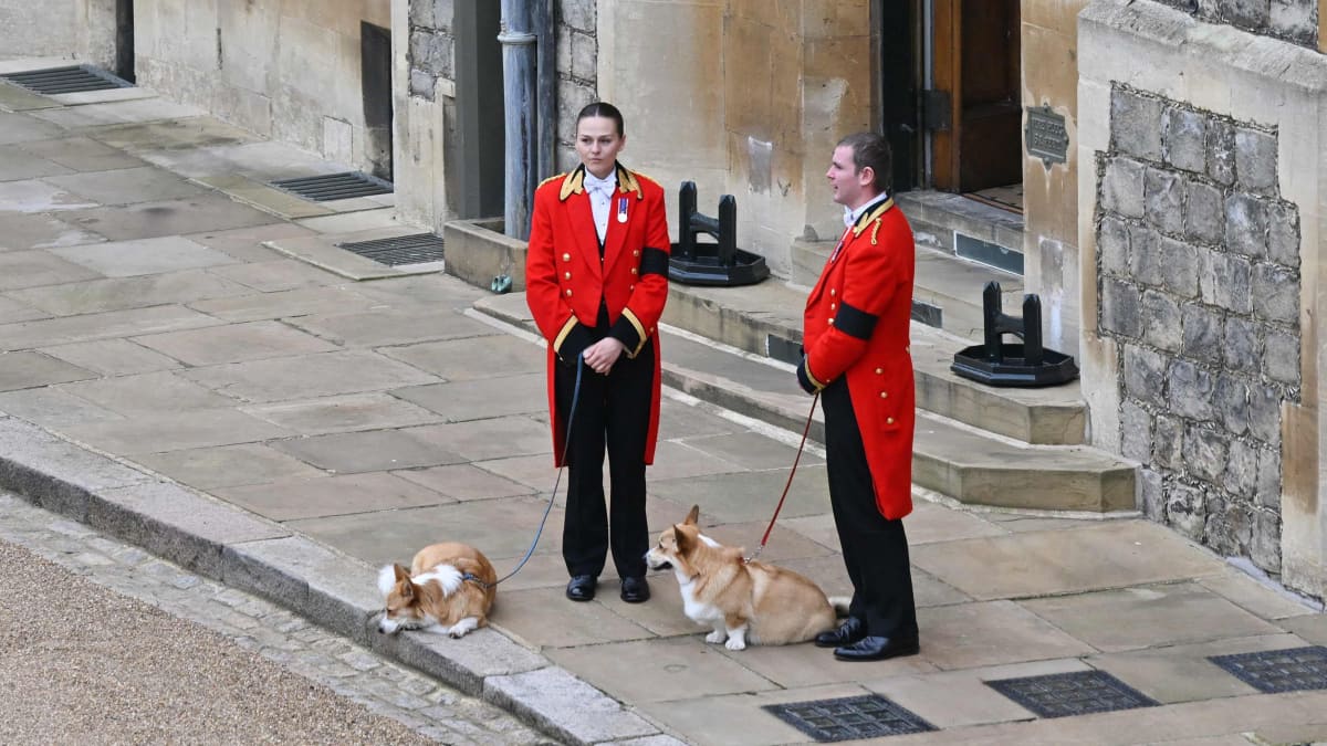 Två av drottningen corgi-hundar (Muick och Sandy) med kunglig personal.