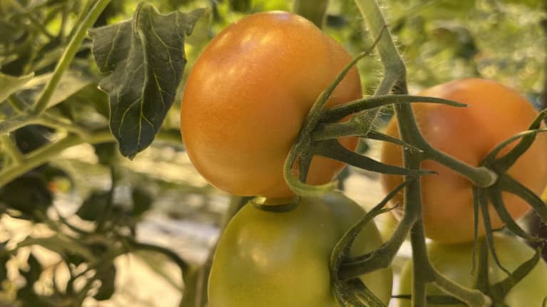Upripe tomatoes on a vine. 