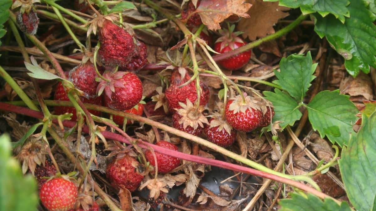 Mansikkapellossa on mansikoita, jotka ovat homehtuneet sateessa.