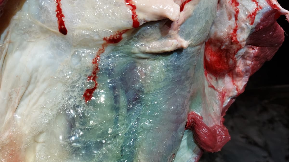 Jarkko Mikkola hirviporukkansa kanssa kaatoi viime syksynä hirven, jonka liha oli vihreää. Liha haisi ja oli syömäkelvotonta. 