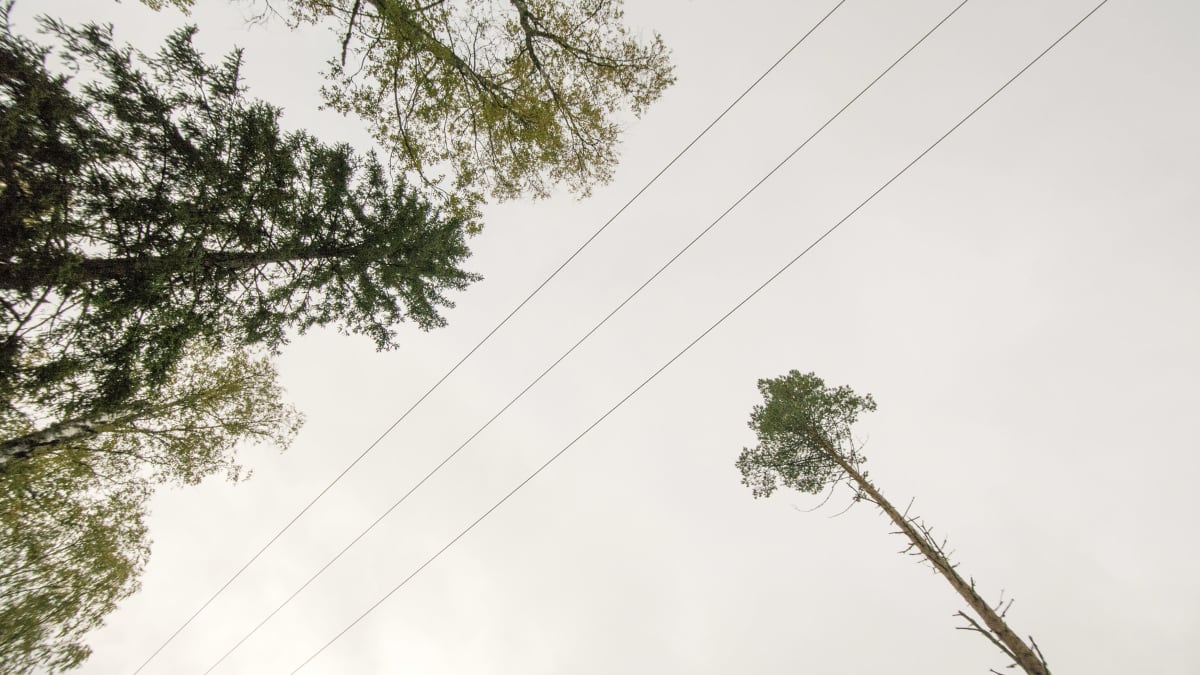 Sähkölinjoja metsässä alhaaltapäin kuvattuna.