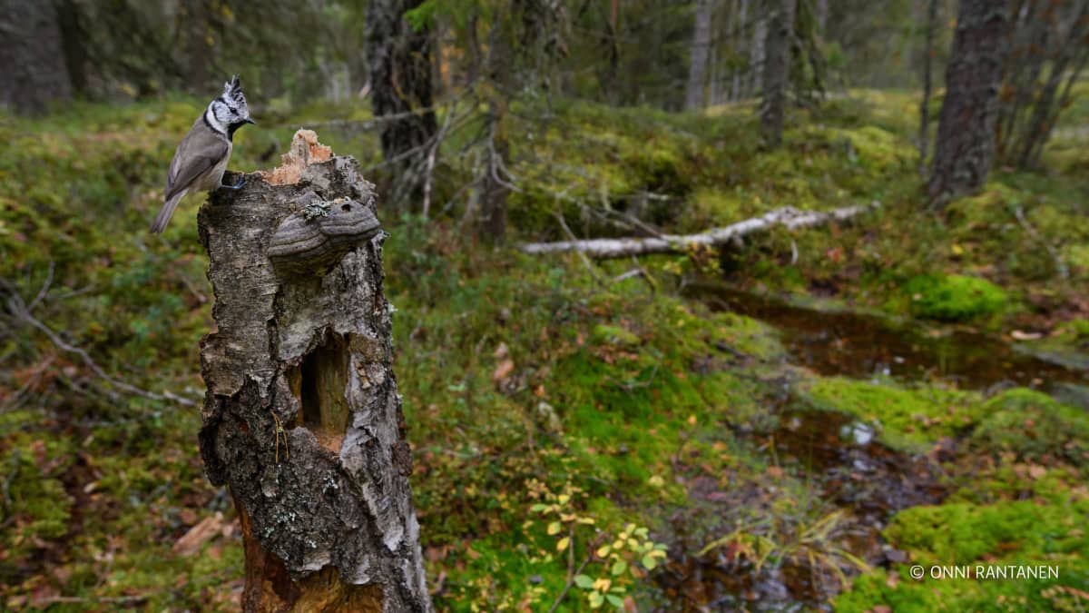 Töyhtötiainen lahossa puussa.