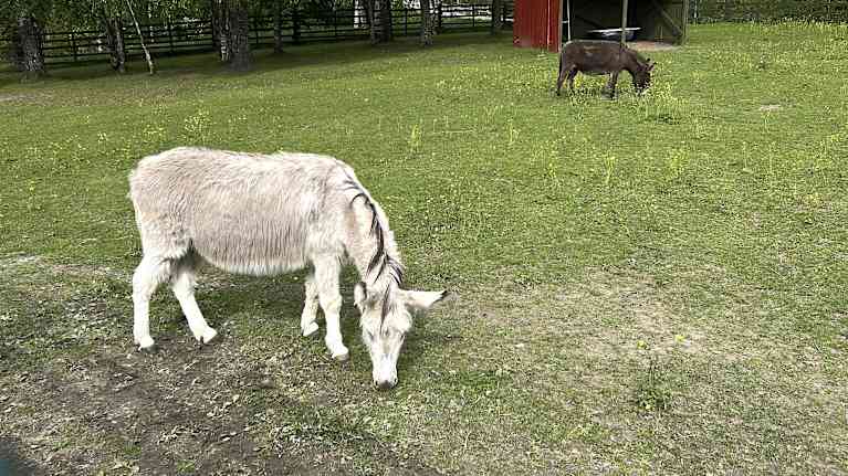 Kaksi aasia on nurmipihalla, toinen syö nurmea. 