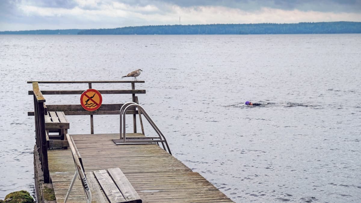 Uimari Näsijärvellä. Laituri ja järvimaisema. Pilvinen sää. 