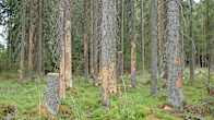 Granar i skogen och barken har lossnat från granarna.