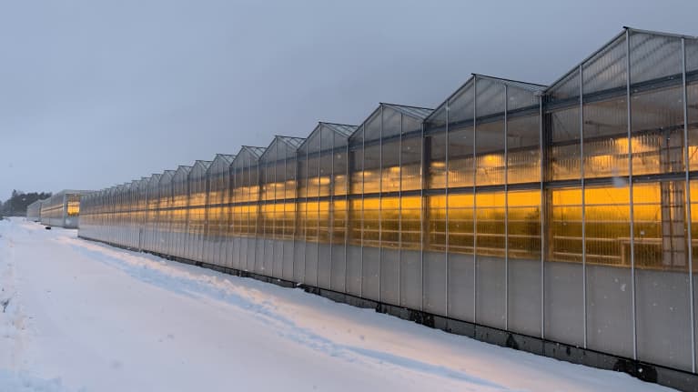 Stort blockväxthus i vinterlandskap. Genom fasaden syns det gila skenet av belysningen.