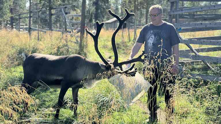 Uule-Niiles Sara ruokkii härkäänsä Saariselällä jäkälällä.